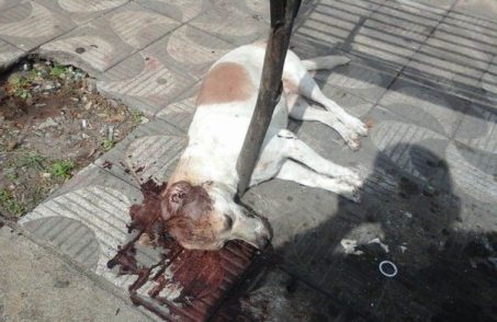 Cachorros mortos encontrados em Divinópolis