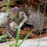 Caixões e lixos abandonados a céu aberto em Ermida Divinópolis