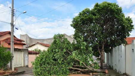 Temporal derruba árvores em Bom Despacho