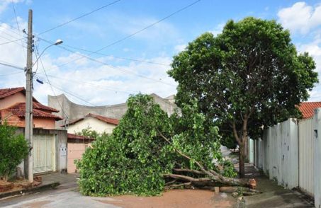 Temporal derruba árvores em Bom Despacho