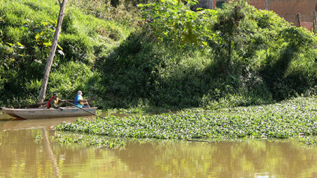 Aguapés Rio Itapecerica