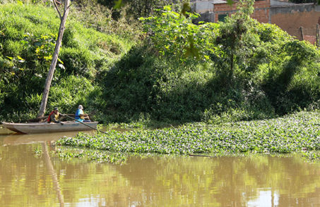 Aguapés Rio Itapecerica