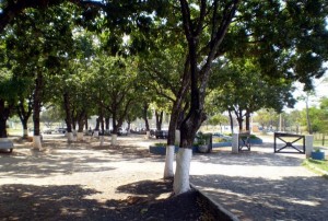 As mudas serão plantadas no Parque da Ilha em comemoração ao dia do Meio Ambiente (Foto: Divulgação)