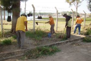 Foram realizadas limpeza, poda e capina / Foto: Prefeitura de Formiga