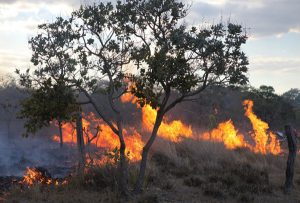 Só no domingo (18) foram registros 43 focos de incêndios (Foto: Divulgação)