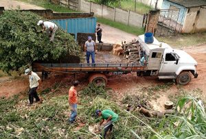 Quedas de árvores também foram registradas (Foto: Divulgação/PMD)