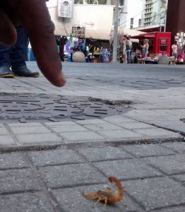 Um escorpião foi encontrado no quarteirão fechado da Rua São Paulo (Foto: Reprodução Facebook)