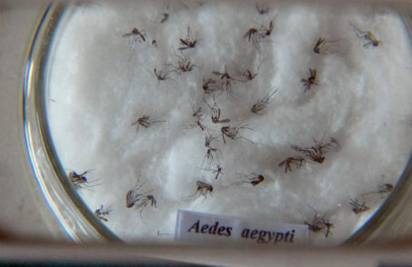 aedes_aegypti