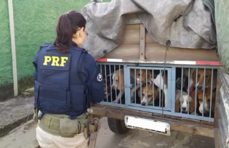 cães em situação de maus tratos