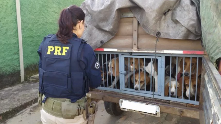 cães em situação de maus tratos