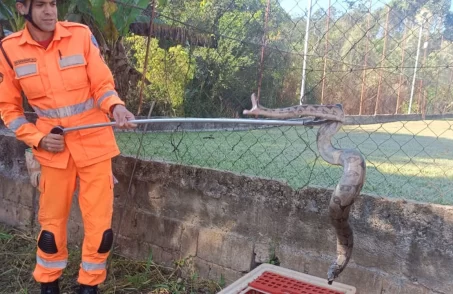 jiboia capturada em conceição do pará