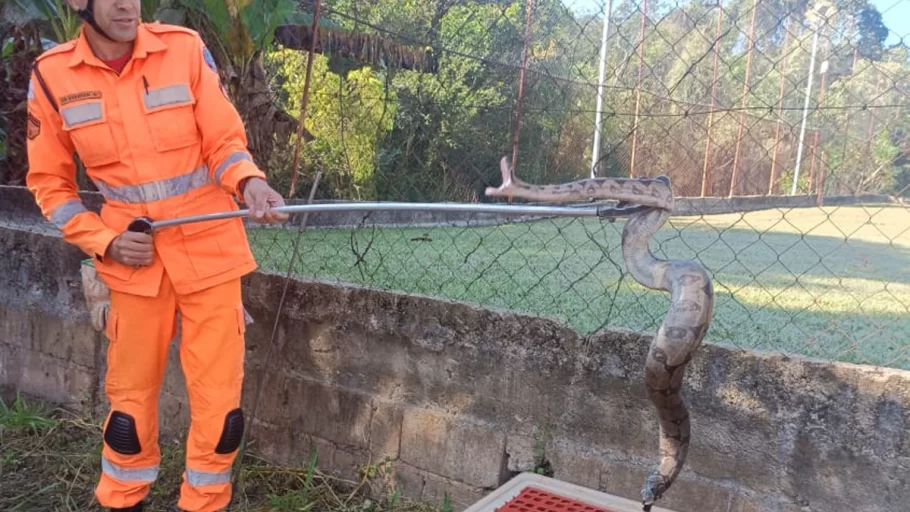 jiboia capturada em conceição do pará