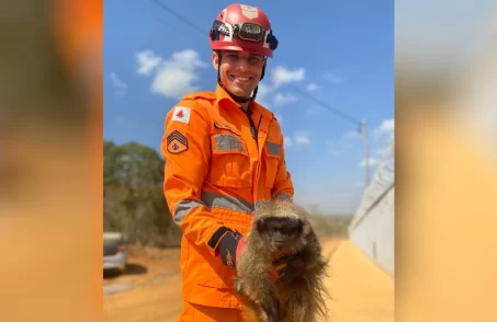 Bombeiros resgatam macaco atacado por cão