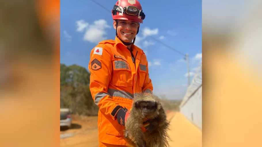 Bombeiros resgatam macaco atacado por cão