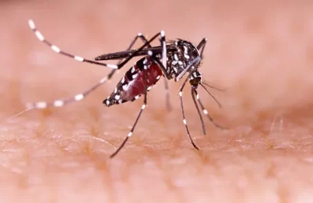 mortes por dengue em divinópolis