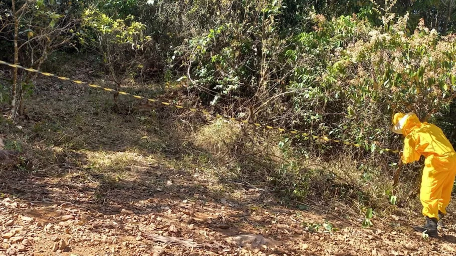 Ataque de abelhas em Para de Minas: Funcionário ferido