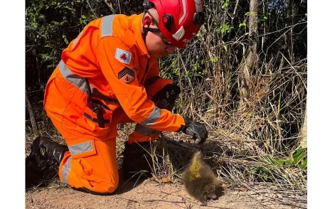 Bombeiros resgatam ouriço após cão ficar ferido