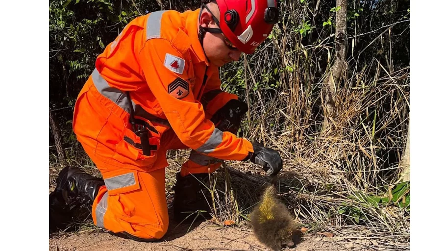 Bombeiros resgatam ouriço após cão ficar ferido