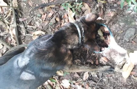 Cão farejador encontra drogas em lote vago em Divinópolis