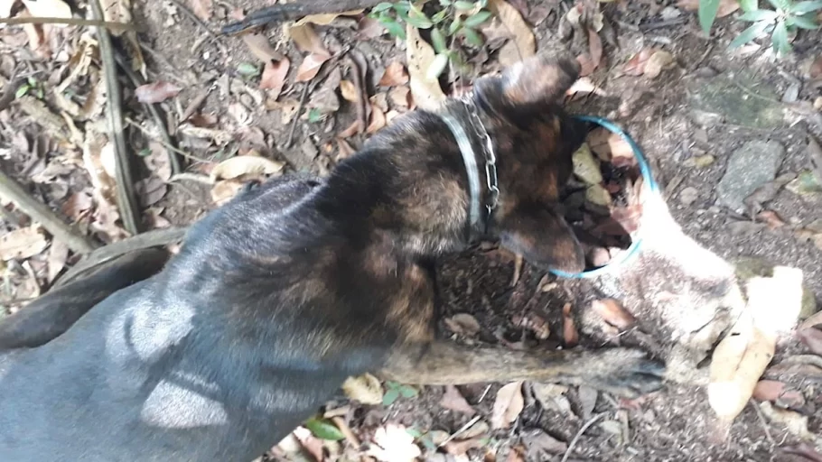 Cão farejador encontra drogas em lote vago em Divinópolis