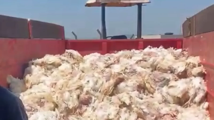 Onda de calor mata mais de 5 mil frangos em criadouro de Minas Gerais