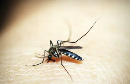 dengue oliveira
