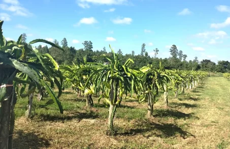 pitaya merenda escolar de são sebastião do oeste