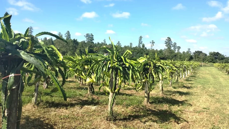 pitaya merenda escolar de são sebastião do oeste