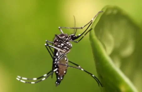 Segunda morte por dengue em Divinópolis