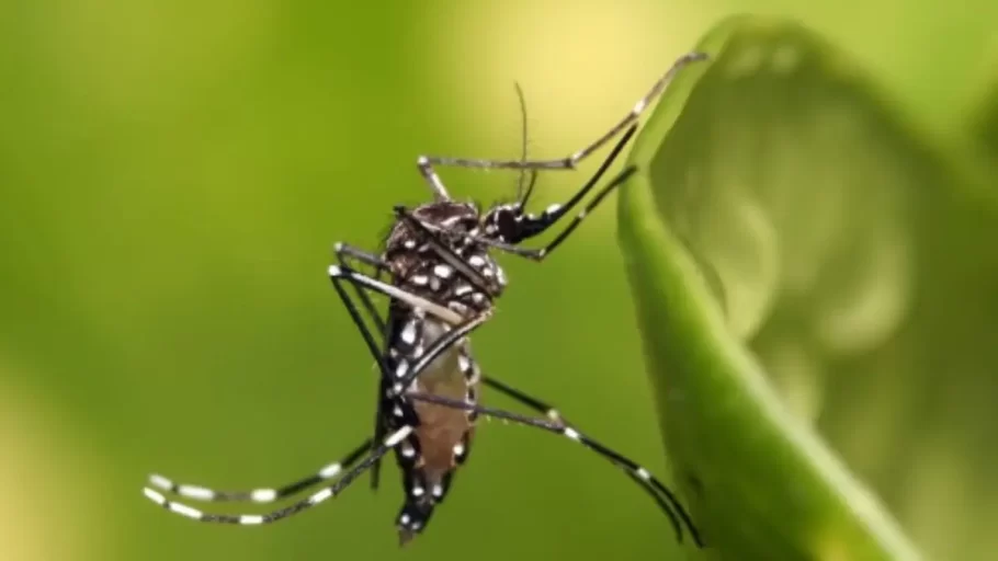 Segunda morte por dengue em Divinópolis