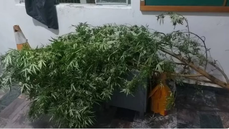 Pé de maconha de 2,5 metros é apreendido em Itapecerica.(FOTO: Reprodução PMMG)