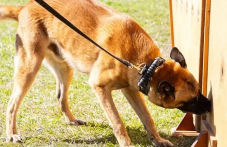 Cães farejadores da Polícia Penal aumentam eficácia no combate às drogas em MG