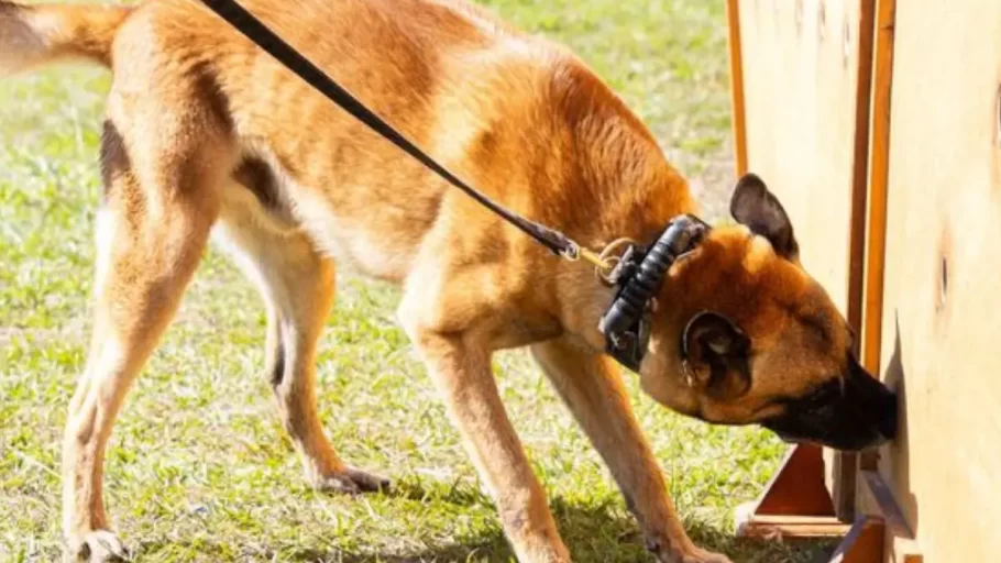 Cães farejadores da Polícia Penal aumentam eficácia no combate às drogas em MG