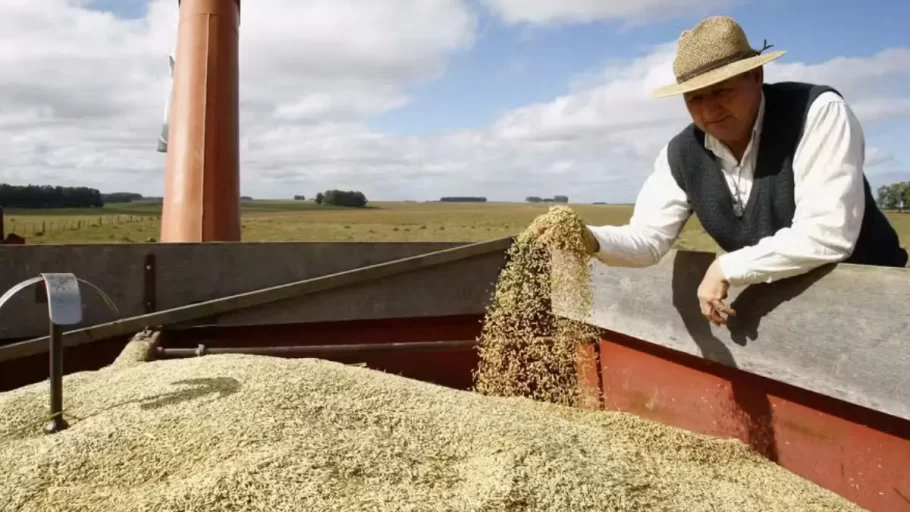 Arroz importado chegará em 40 dias, diz Ministro