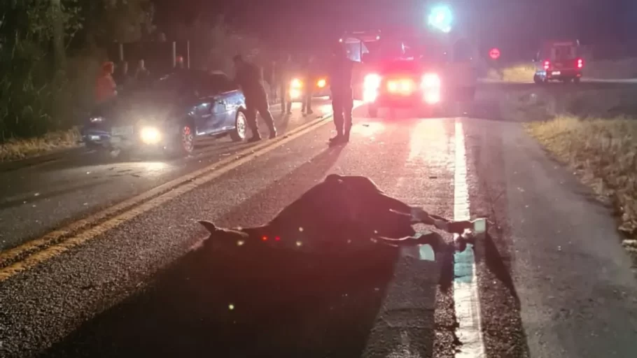 Motociclista fica ferido em acidente com cavalo