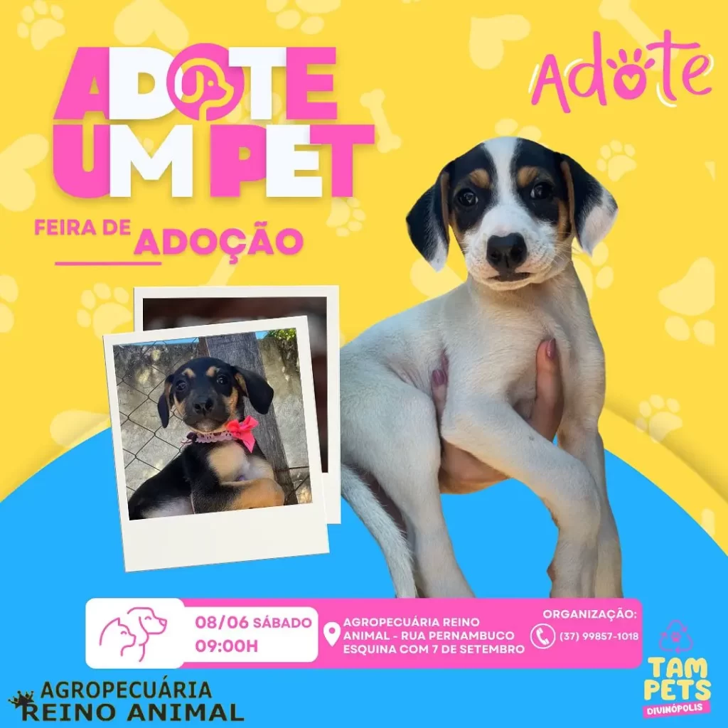 Projeto TamPets realiza feira de adoção de animais neste sábado  - Folder