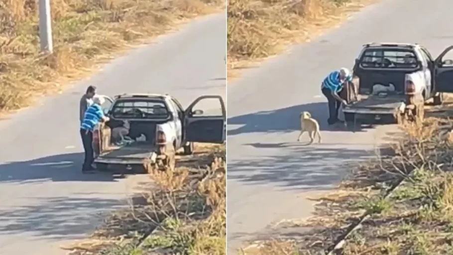 Sogro e genro são multados por abandono de cães em Bom Despacho