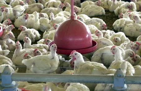 exportações carne de aves