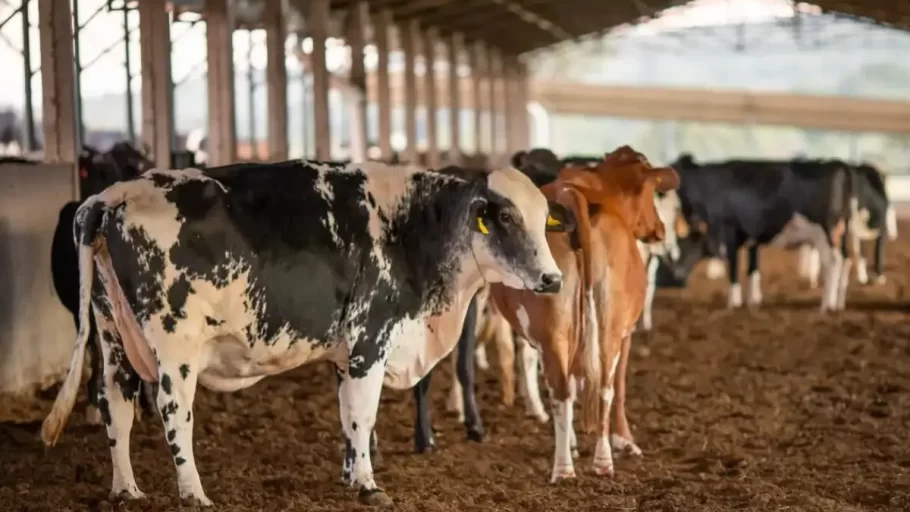 Operação "Rei do Gado" desarticula esquema de sonegação bilionária