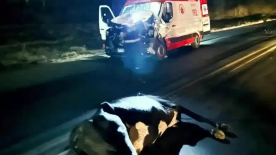 Vaca solta na BR-262 provoca acidente com ambulância do Samu