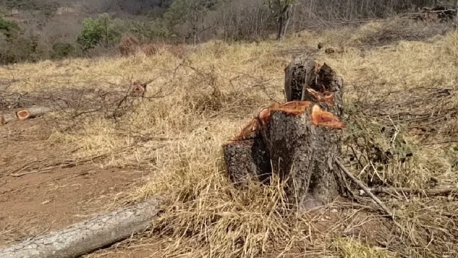 corte de árvores aroeira em cláudio