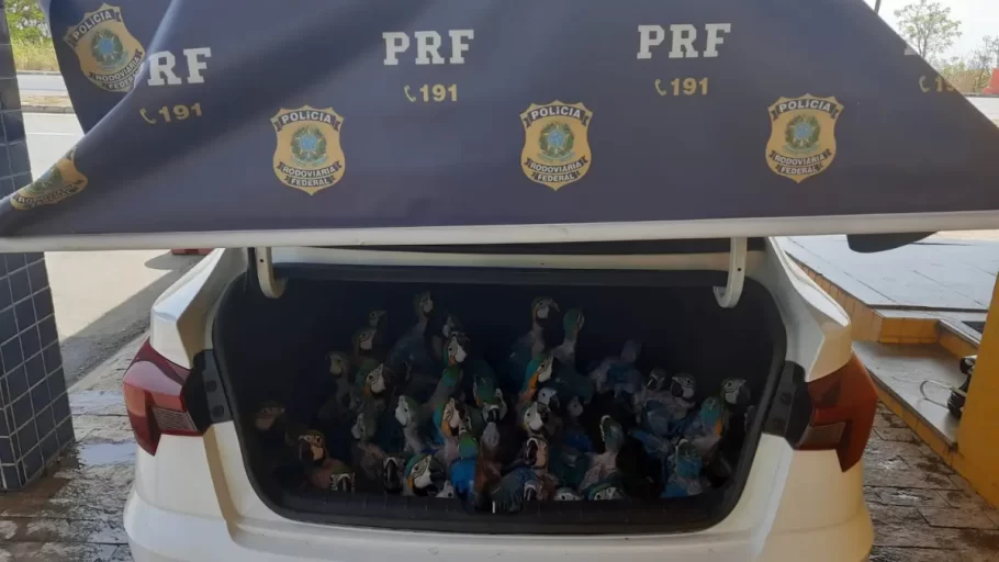 PRF resgata mais de 90 pássaros em porta-malas de carro em Bom Despacho