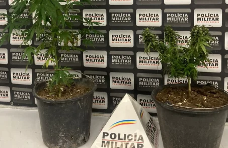 Adolescente é apreendido após ser encontrado com dois "pés de maconha" no bairro Nilda Barrosv