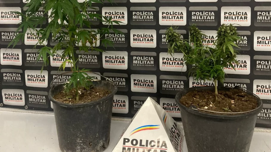 Adolescente é apreendido após ser encontrado com dois "pés de maconha" no bairro Nilda Barrosv