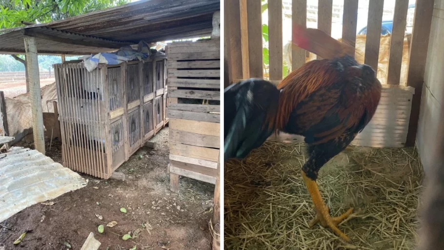 Homem é preso por realizar rinha de galo e maus tratos a animais em Bambuí