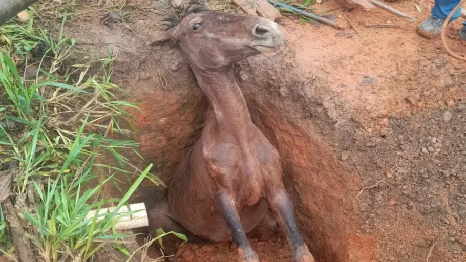 Bombeiros resgatam égua de fossa na zona rural de Arcos.(FOTO: Divulgação Corpo de Bombeiros)