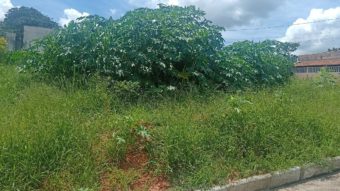 Prefeitura intensifica notificações a donos de lotes sujos em Carmo do Cajuru. (FOTO: Divulgação Prefeitura de Carmo do Cajuru)