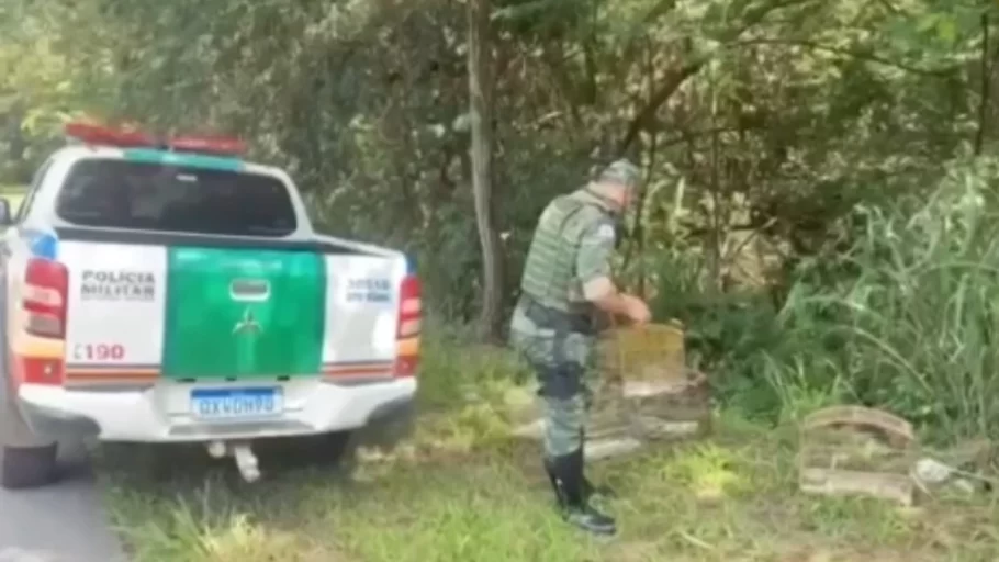 pássaros mantidos em cativeiro em nova serrana