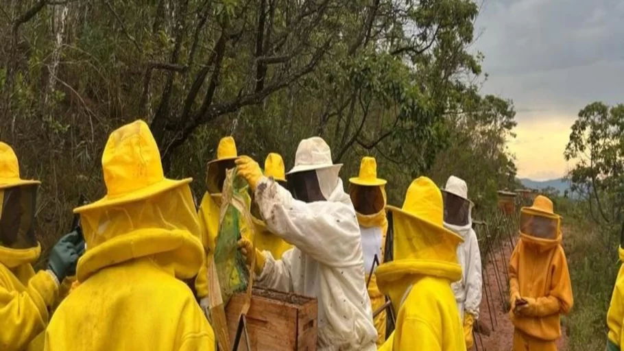 Aumento de 30% nos apiários registrados em Minas Gerais em 2024.(FOTO: Reprodução Agencia Minas)